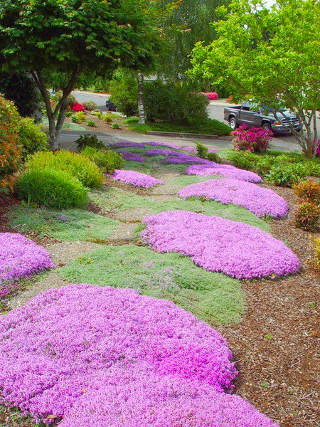 Multi-color Creeping Thyme Seeds