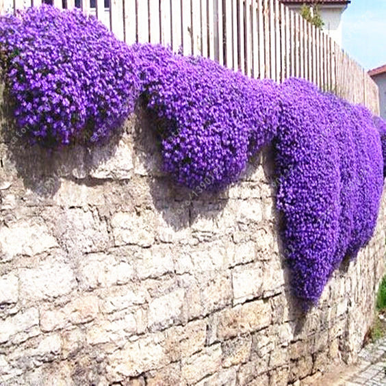 Multi-color Creeping Thyme Seeds