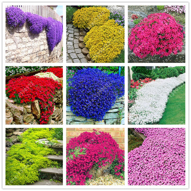 Multi-color Creeping Thyme Seeds