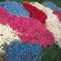 Multi-color Creeping Thyme Seeds