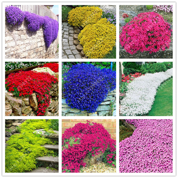 Multi-color Creeping Thyme Seeds
