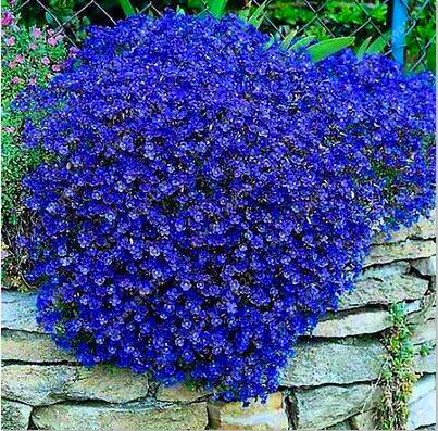 Multi-color Creeping Thyme Seeds