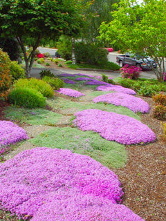 Multi-color Creeping Thyme Seeds