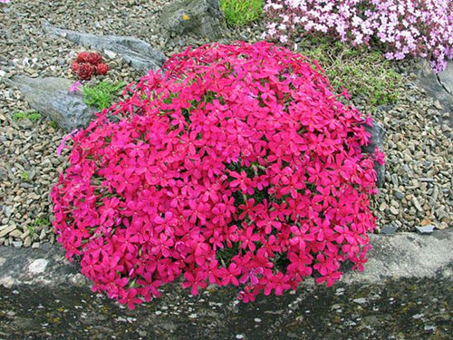 Multi-color Creeping Thyme Seeds